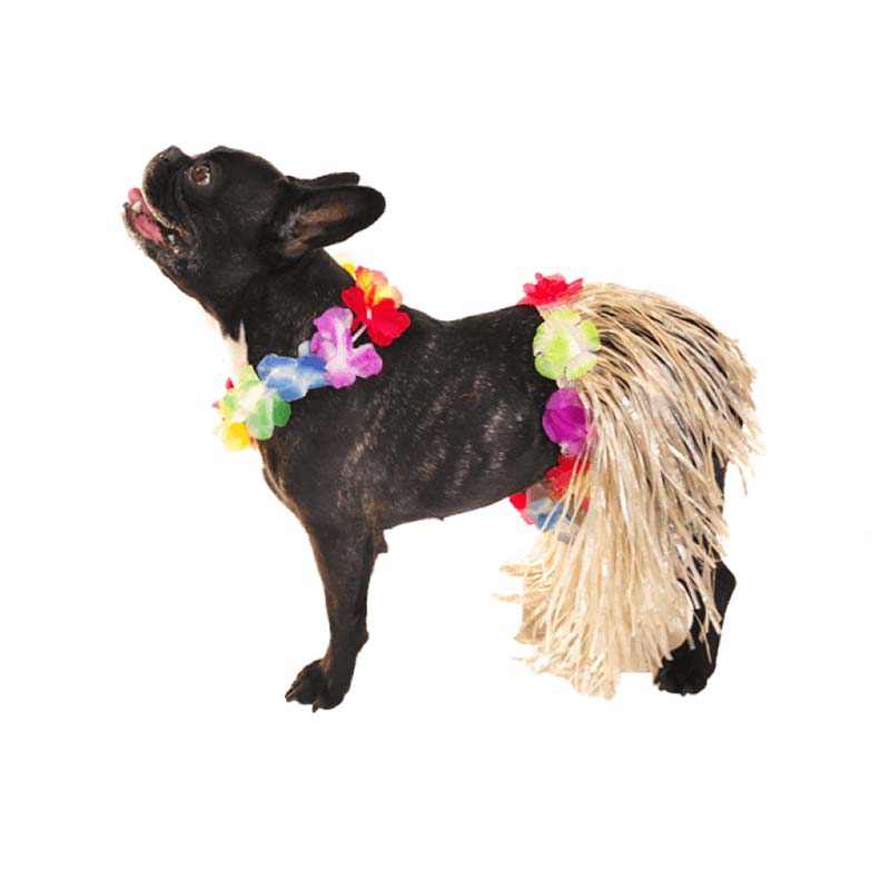 Jupe Pagne en Paille Hula Croci 20 cm Pour chiens - Assortis