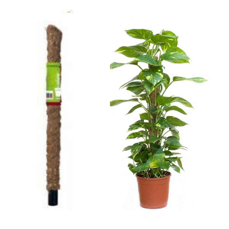 Support Tuteur Pour Plantes NORTENE Coco 60 cm