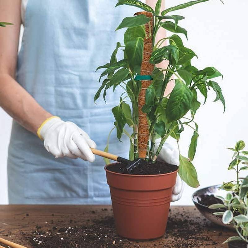 Support Tuteur Pour Plantes NORTENE Coco 100 cm - Image 3