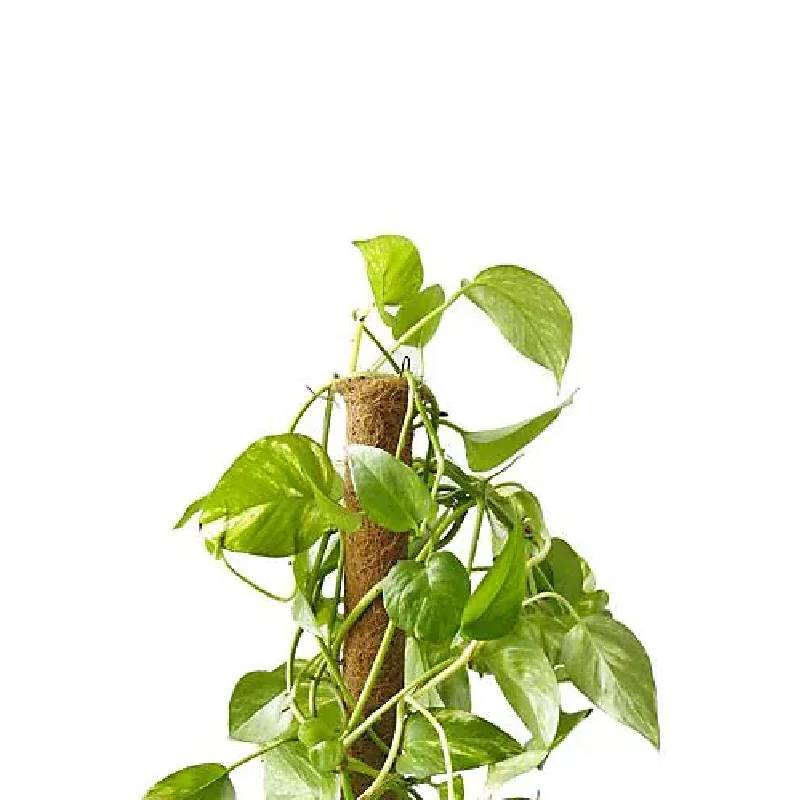 Support Tuteur Pour Plantes NORTENE Coco 100 cm - Image 4
