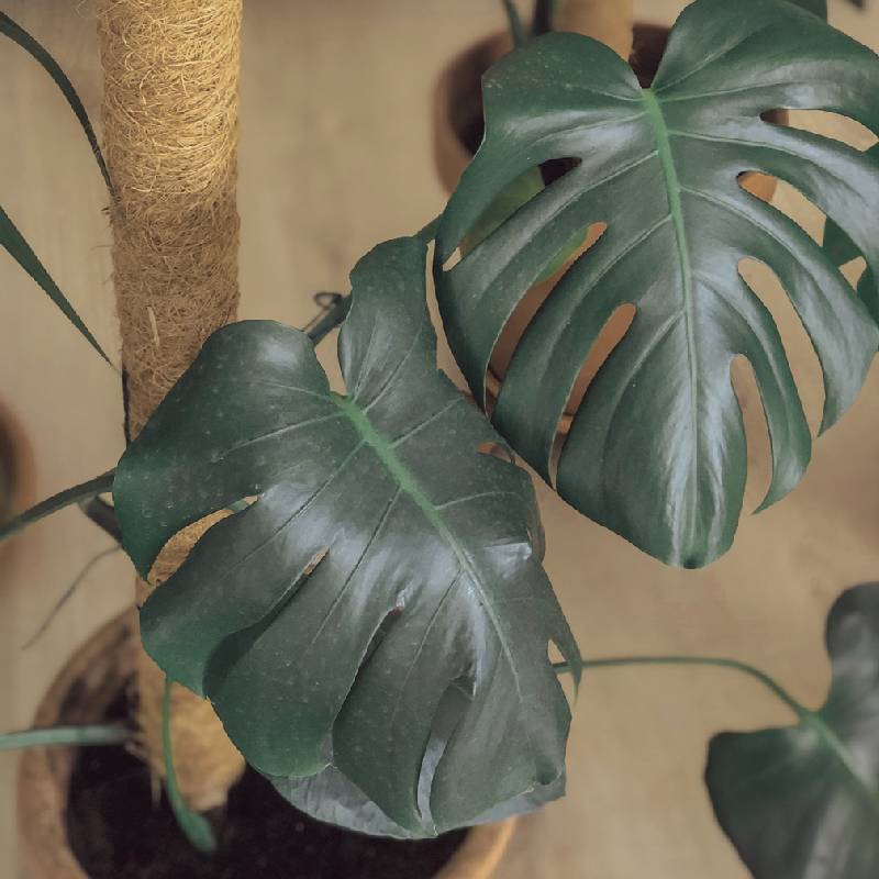 Support Tuteur Pour Plantes NORTENE Coco 120 cm - Image 2