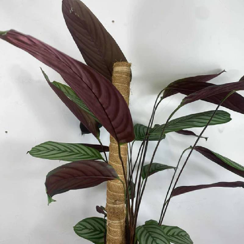 Support Tuteur Pour Plantes NORTENE Coco 150 cm - Image 2